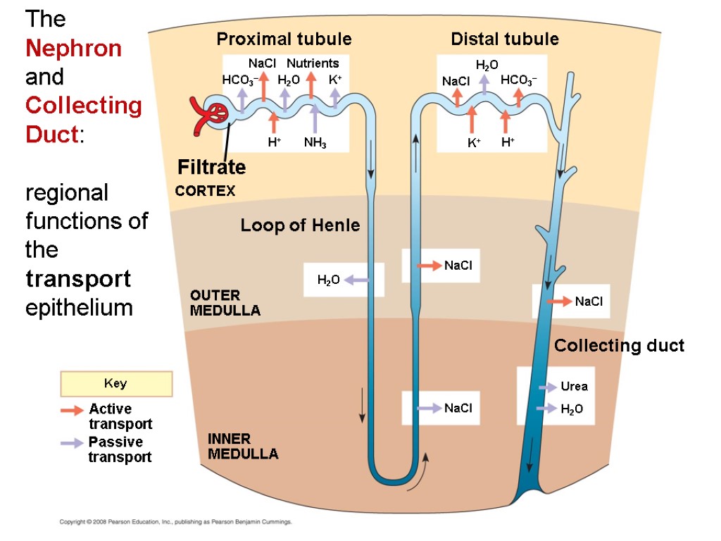 The Nephron and Collecting Duct: regional functions of the transport epithelium Key Active transport